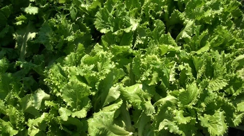 A plant is lettuce Video stock 39656612