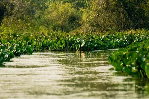 Plant Life Along The Pantanal River In Brazil Stock Photos