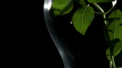 Plant in light bulb, black Video stock 8949004