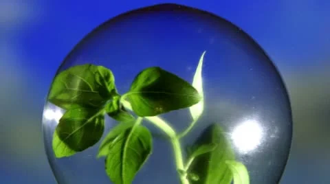 Plant in light bulb, closeup Video stock 8948875