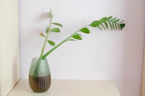 Plant on the light table Stock Photos