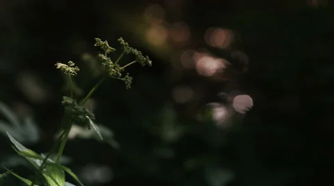 Plant in lights Stock Footage 49164036