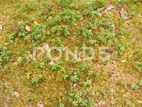 Plant of lingonberry and cowberry in forest Stock Photos