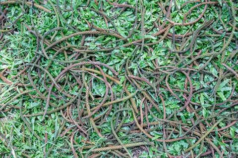 Plant Litter Pattern on Green Grass Natural Texture Stock Photos