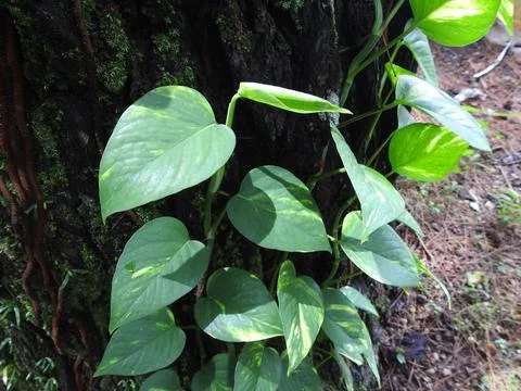 Plant live on the tree Foto stock