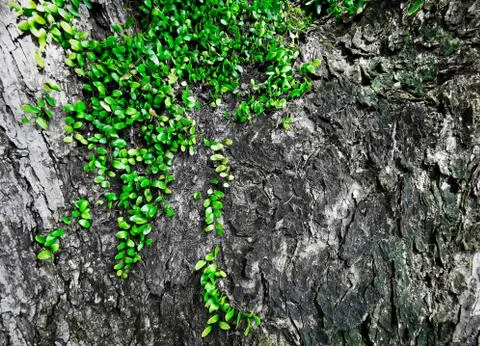 Plant live on a tree trunk Stock Photos