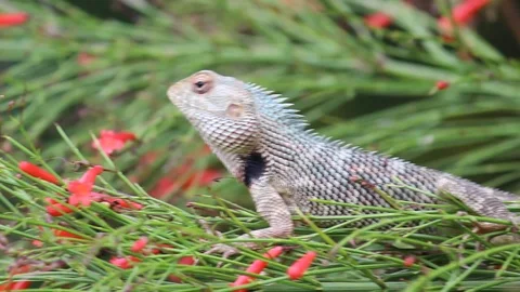 Plant Lizard Stock Footage 103733226