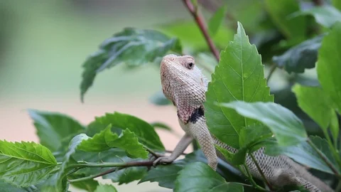 Plant Lizard sitting in between the leave and enjoying the view Stock Footage 103798845