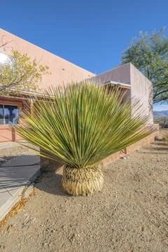 Plant with long thin leaves in front of home in Tucson Arizona on a sunny day Stock Photos