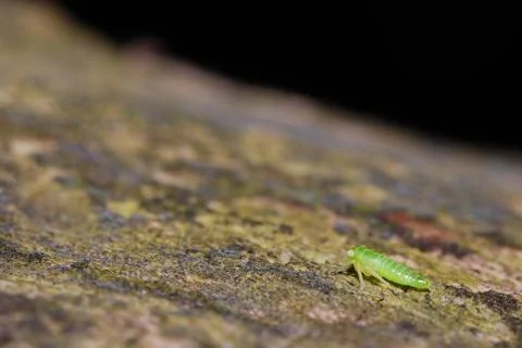 Plant louse Stock Photos