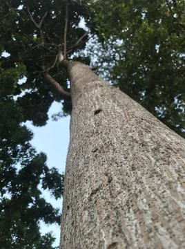 The plant from low angle 写真素材
