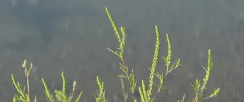 Plant of low ragweed by the river stream 4K scope video Stock Footage 316875698