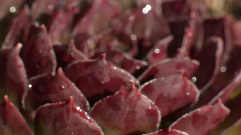 Plant macro focus HD Video stock 24292805