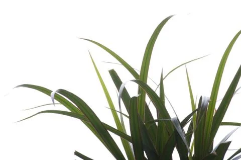 Plant macro Stock Photos