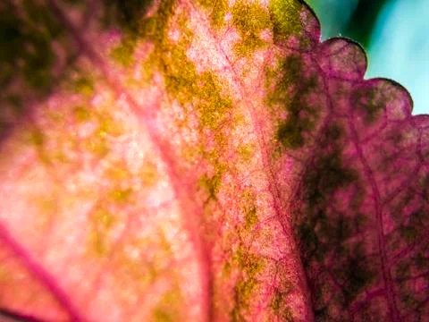 Plant Macro Stock Photos