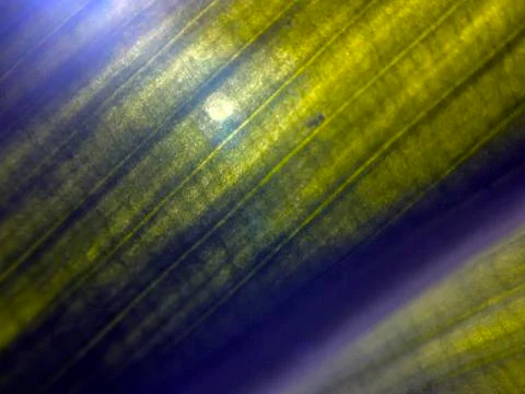 Plant Macro Foto stock