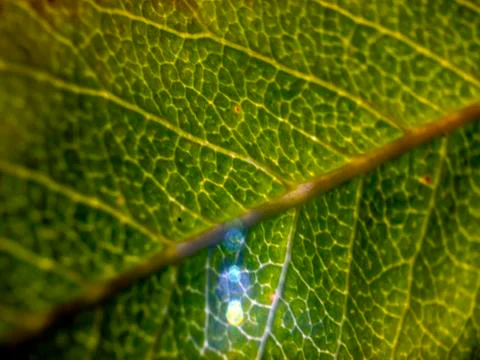 Plant Macro Stock Photos