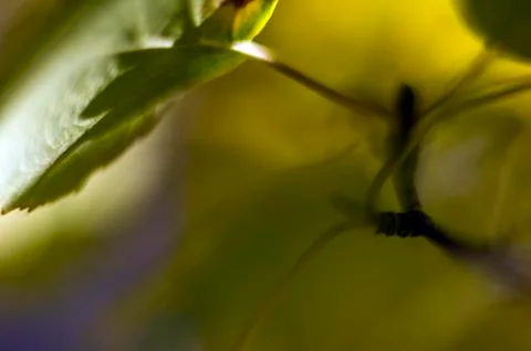 Plant Macro Stock Photos