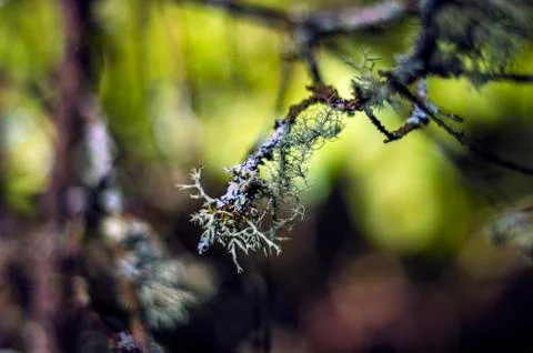 Plant Macro Foto stock