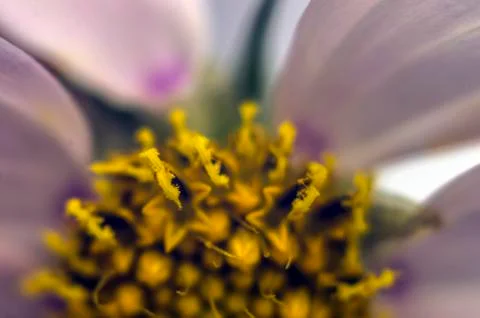 Plant Macro Stock Photos