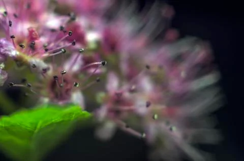 Plant Macro Stock Photos