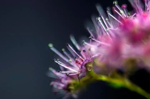 Plant Macro Foto stock