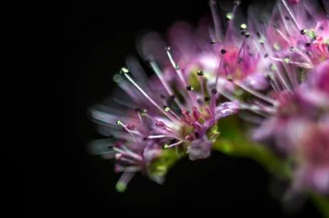 Plant Macro Stock Photos