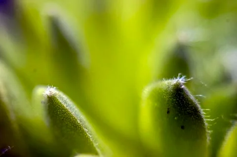 Plant Macro Stock Photos
