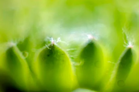 Plant Macro Stock Photos