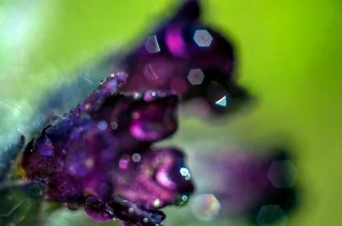 Plant Macro Stock Photos