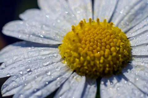 Plant Macro Stock Photos