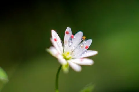 Plant Macro Stock Photos