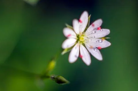 Plant Macro Foto stock