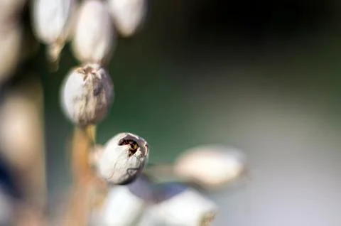 Plant Macro Stock Photos