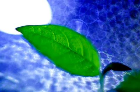 Plant Macro Stock Photos