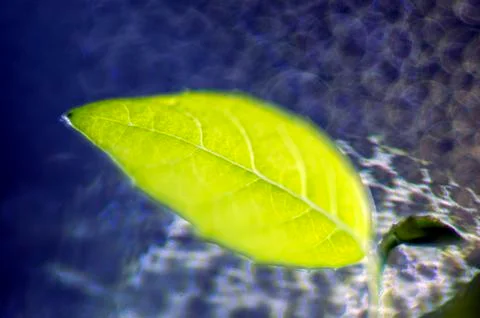 Plant Macro Stock Photos