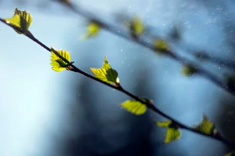 Plant Macro Stock Photos