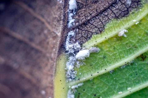 Plant Macro Stock Photos