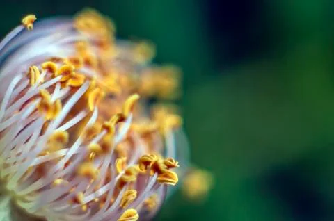Plant Macro Stock Photos