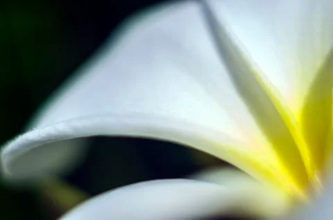Plant Macro Stock Photos
