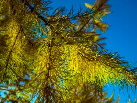 Plant Macro Stock Photos