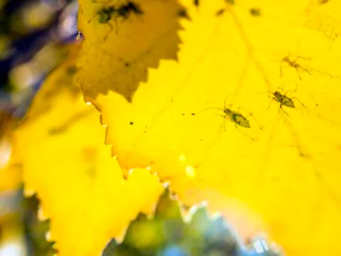 Plant Macro Foto stock