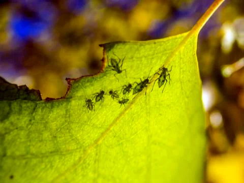 Plant Macro Stock Photos