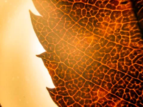 Plant Macro Stock Photos
