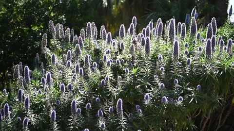 This plant is the Madeira viper's-bugloss (Echium candicans). Stock Footage 326363015