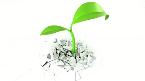The plant makes its way through the concrete Video stock 11410000