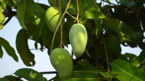 Plant mango tree farm in garden. Bunch of green mango with harvest. Agricultural Stock Footage