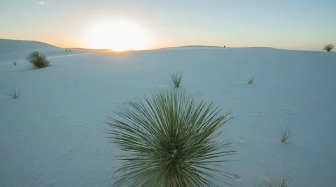 Plant in the Middle of a Desert Sunset Stock Footage 60217769