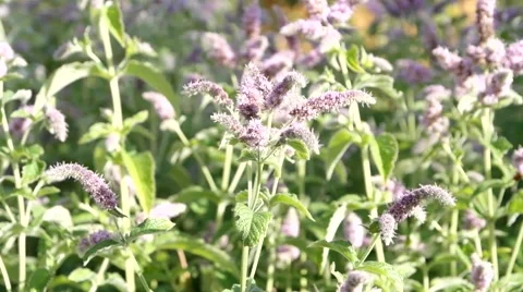 Plant of Mint Stock Footage 52627699