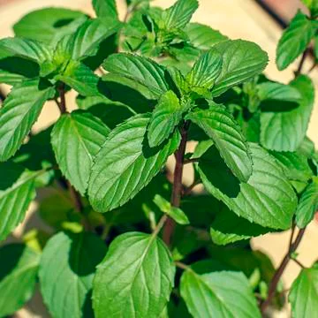 Plant of mint Stock Photos